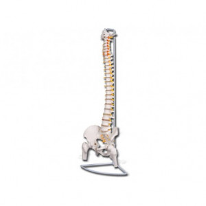 MOD. COLONNA VERTEBRALE CON FEMORI LINEA 