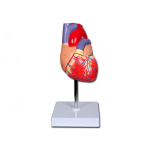 40069 - MODELLO CUORE LINEA  40069 - MODELLO CUORE LINEA